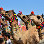 Pushkar Camel Fair