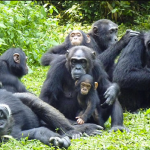 Wild Wonders – Epic Encounters