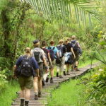 Wildlife Safaris