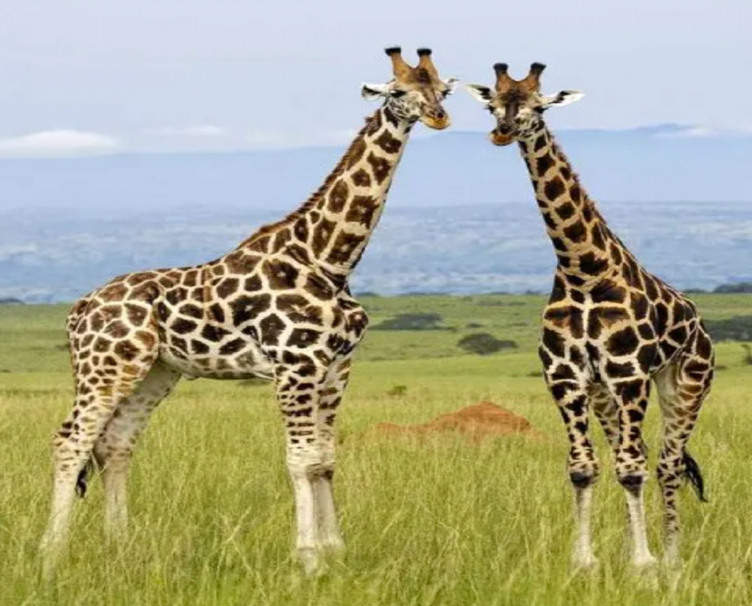 uganda55 min