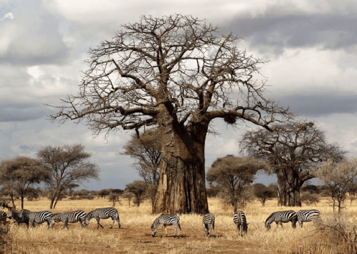Tanzania29 Min