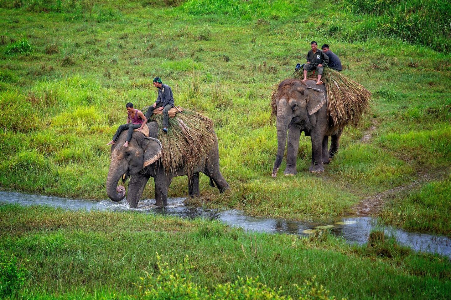 Chitwan Elephant