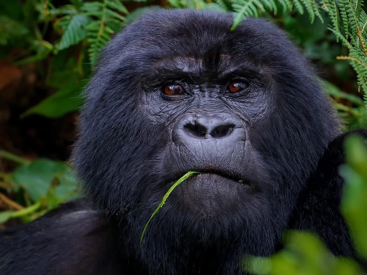 Gorilla
