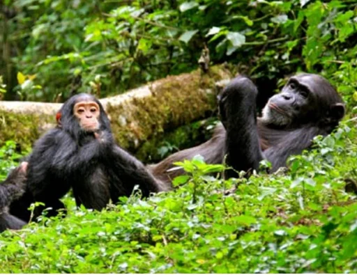 Two chimpanzees resting in lush green foliage, one facing the camera while the other raises an arm.