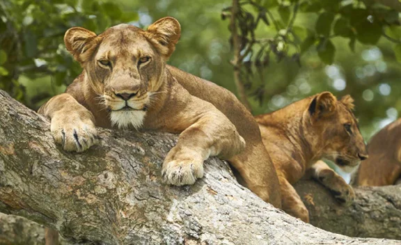 Two lions resting on a large tree branch, one looking toward the camera with a calm expression, the other lying in the background.