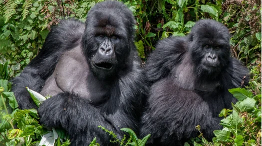 Two adult gorillas sitting among green plants in a forested area.