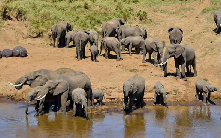 Herd of elephants at a riverbank, some drinking from the water, with calves among them.
