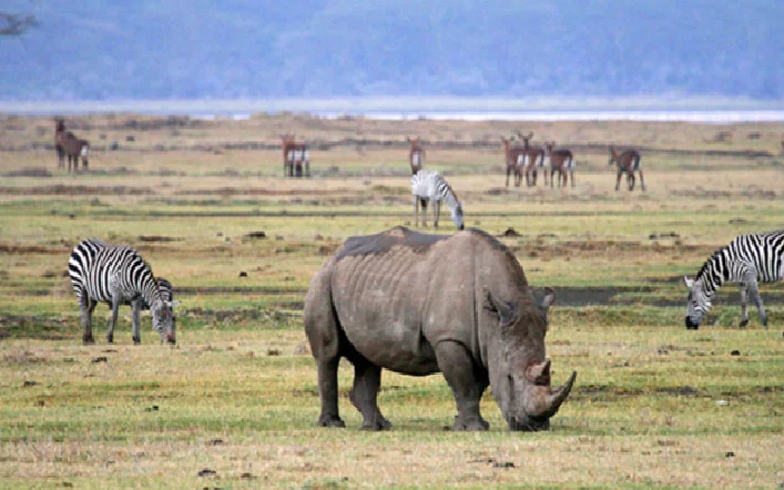 Adult white rhinoceros grazing in a grassy savanna with zebras nearby and a small bird perched on its back.