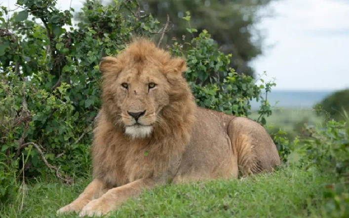 Adult male lion lounging on grass with a leafy bush behind him in a savannah setting
