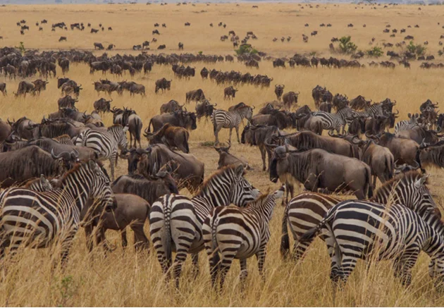 Large herd of zebras in a dry savannah, with many zebras grazing and a few wildebeest in the background.