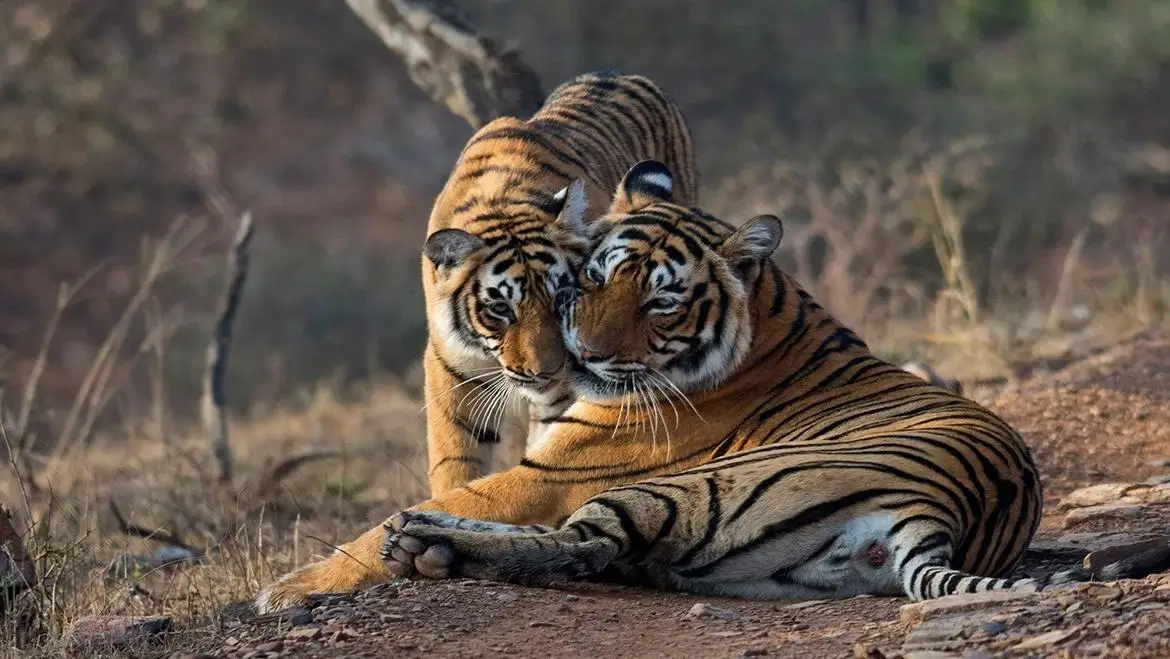 Two Bengal tigers cuddling and resting on a dirt path in a forest area.
