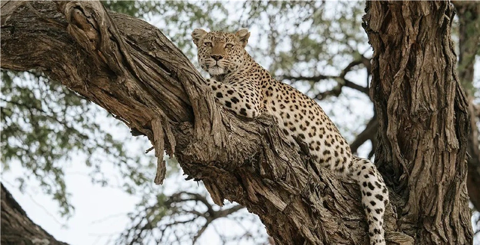Botswana9